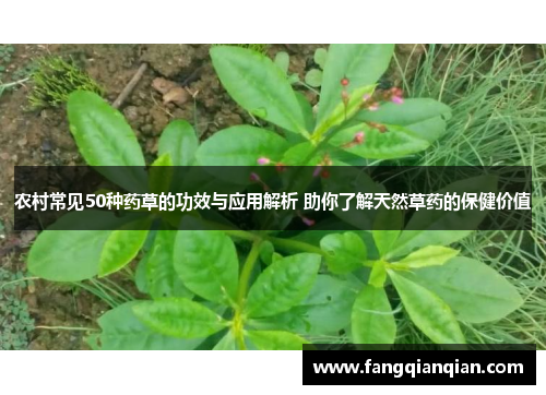 农村常见50种药草的功效与应用解析 助你了解天然草药的保健价值